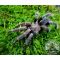 Corenocnemis cunicularia ADULT   [F]